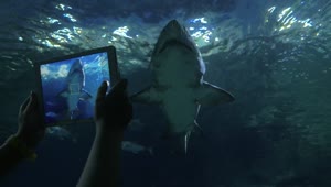 Download Stock Video Aquarium Filled With Sharks Live Wallpaper For PC