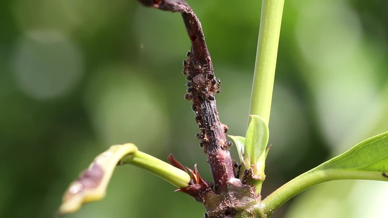 Download Stock Video Ants Swarming On A Leaf Live Wallpaper For PC