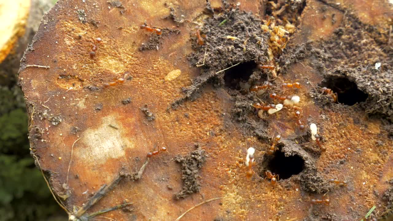 Download Stock Video Ants Working Around A Nest Live Wallpaper For PC