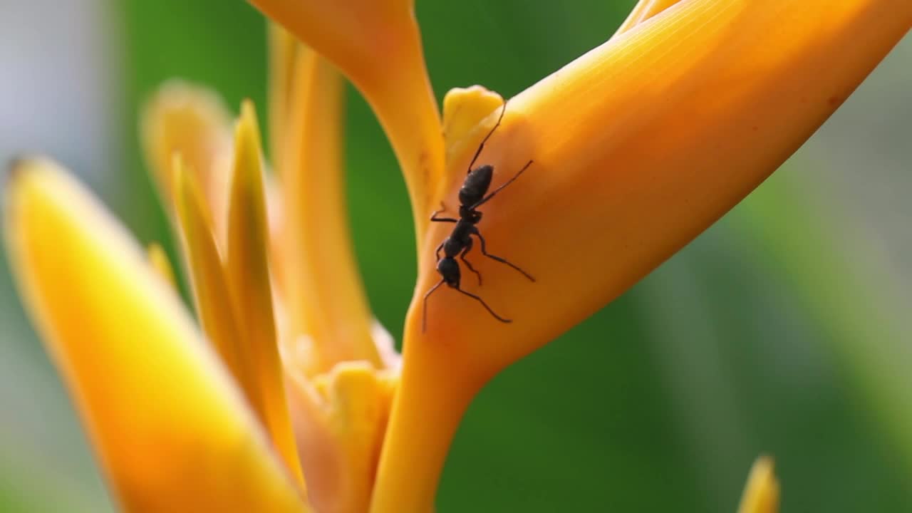 Download Stock Video Ants On An Orange Flower Live Wallpaper For PC