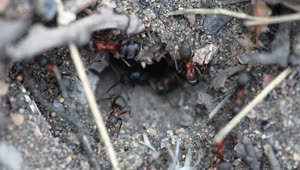 Download Stock Video Ants In An Anthill Live Wallpaper For PC