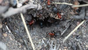 Download Stock Video Ants At The Entrance Of An Anthill Live Wallpaper For PC