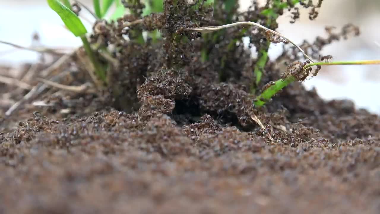 Download Stock Video Ant Infestation Live Wallpaper For PC