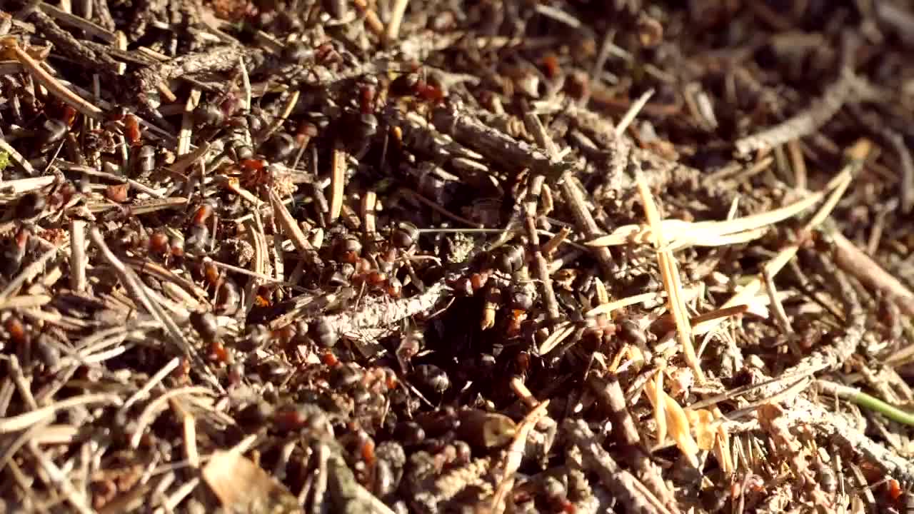 Download Stock Video Ant Colony Swarming Live Wallpaper For PC