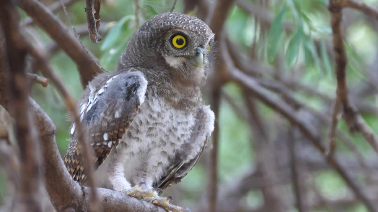 Download Stock Video An Owl Singing On A Tree Branch Live Wallpaper For PC