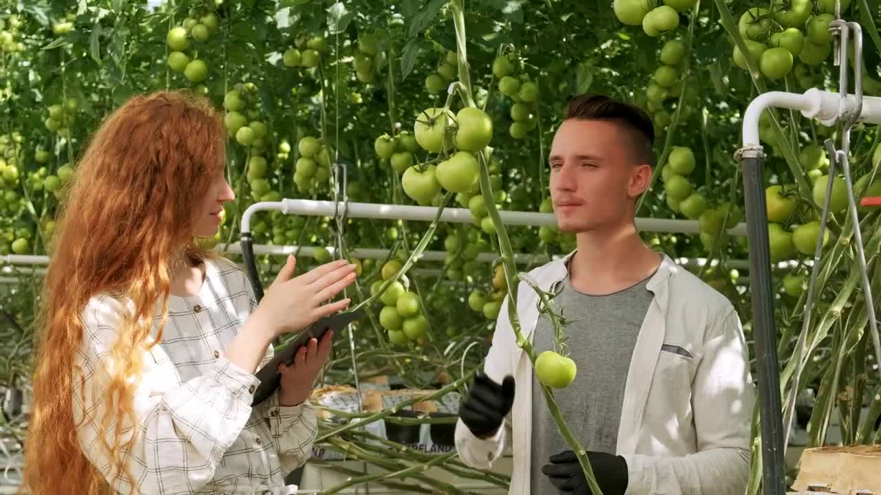 Download Stock Video Agronomists Checking Vegetables At A Greenhouse Live Wallpaper For PC