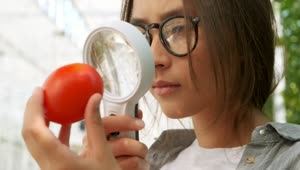 Download Stock Video Agronomist Checking A Tomato With A Magnifying Glass Live Wallpaper For PC