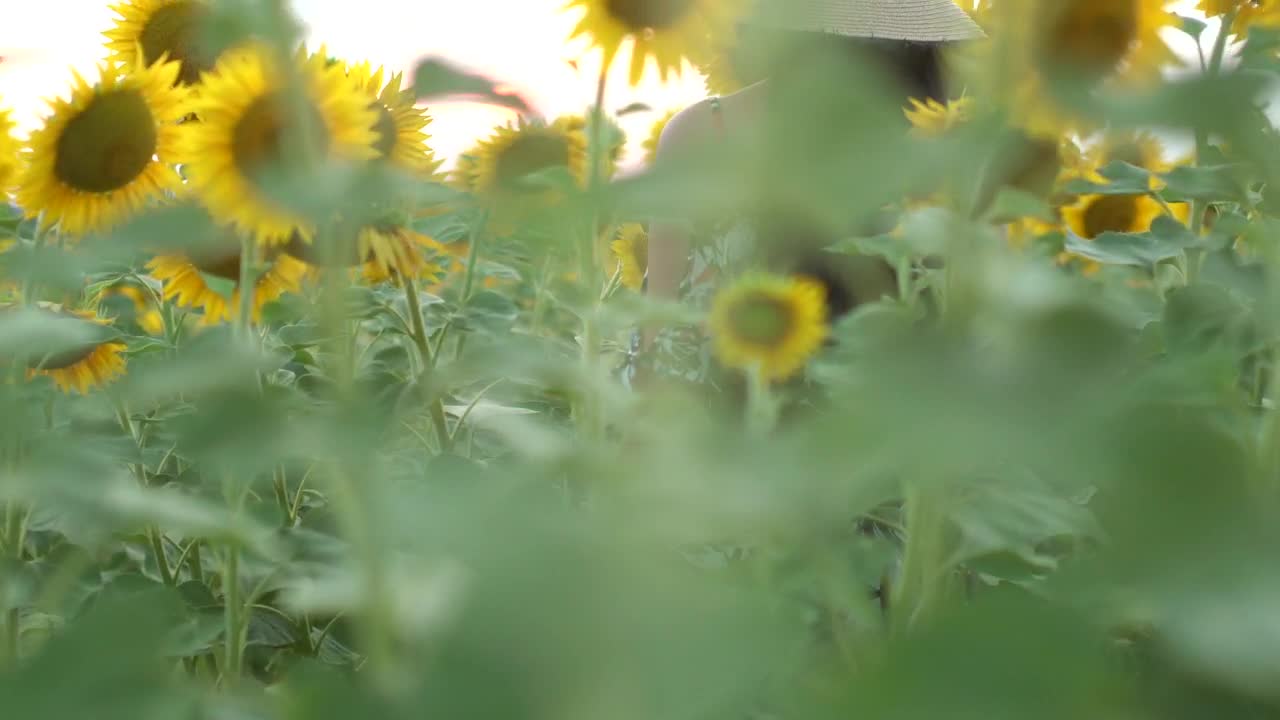 Download Stock Video A Woman Standing In A Sunflower Field Live Wallpaper For PC