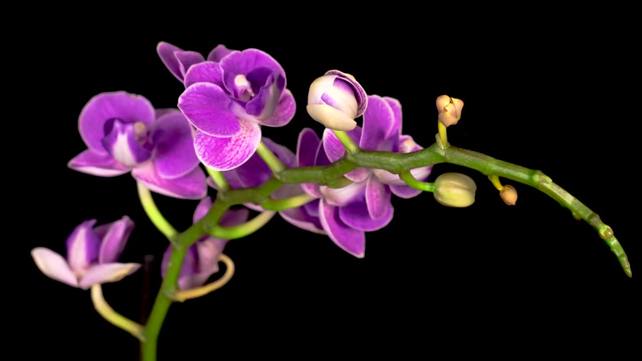 Download Stock Video A Purple Orchid Flower Opens On The Branch Live Wallpaper For PC