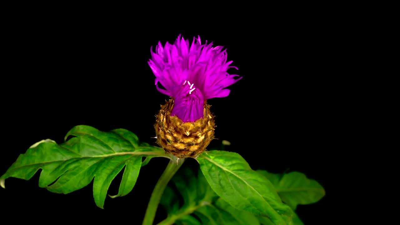 Download Stock Video A Purple Flower Opens And Closes On A Branch Live Wallpaper For PC