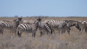 Download Stock Video A Herd Of Zebras On A Dry Savanna Live Wallpaper For PC