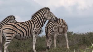 Download Stock Video A Herd Of Zebras Grazing In The Savanna Live Wallpaper For PC