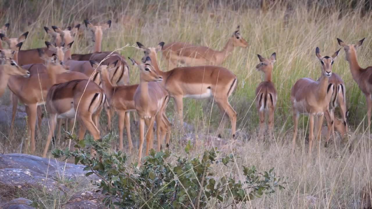 Download Stock Video A Herd Of Impala Deer Running Away Live Wallpaper For PC