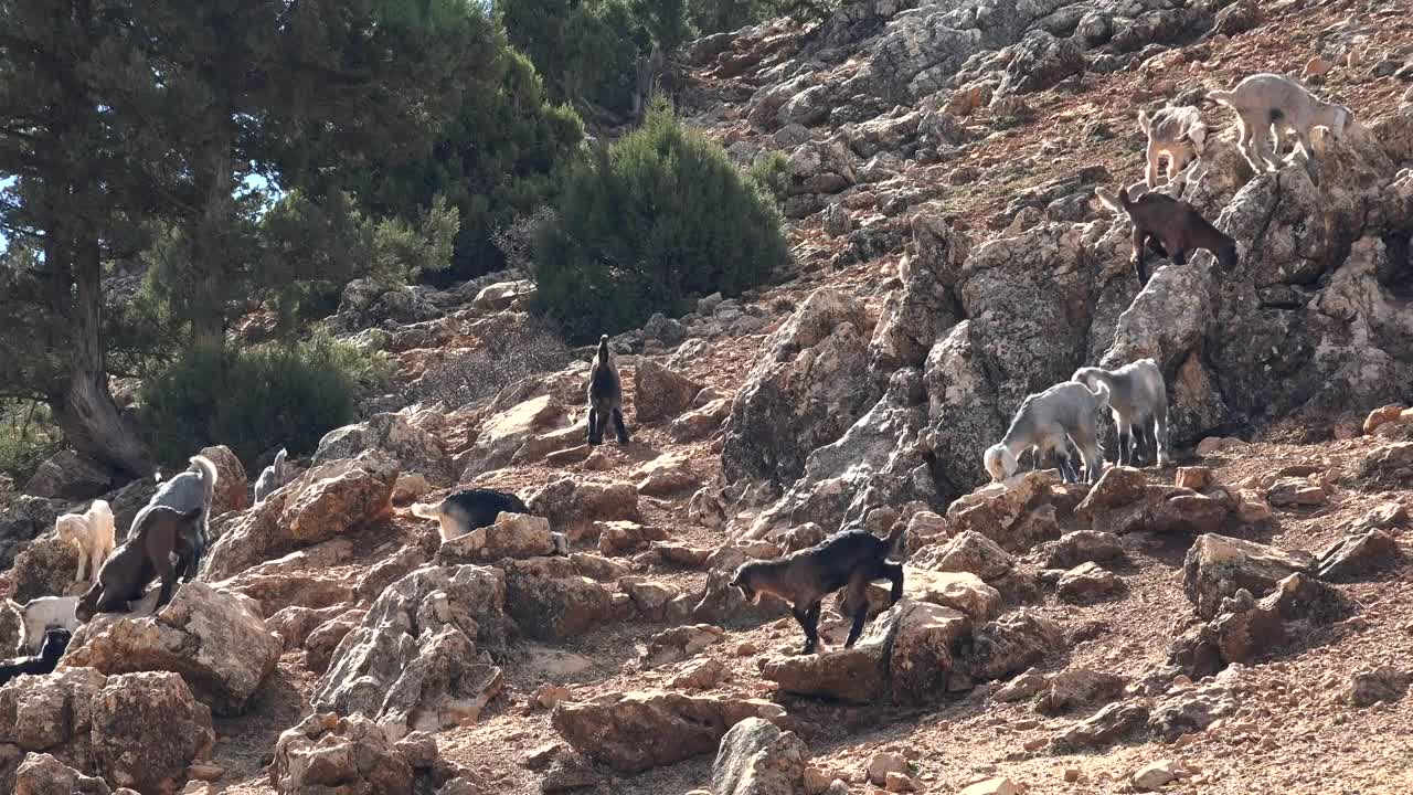 Download Stock Video A Herd Of Goats In The Rocky Mountain Live Wallpaper For PC