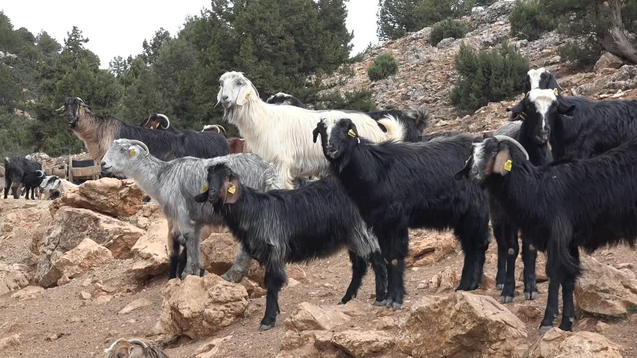 Download Stock Video A Herd Of Goats Eating On A Rocky Mountain Live Wallpaper For PC