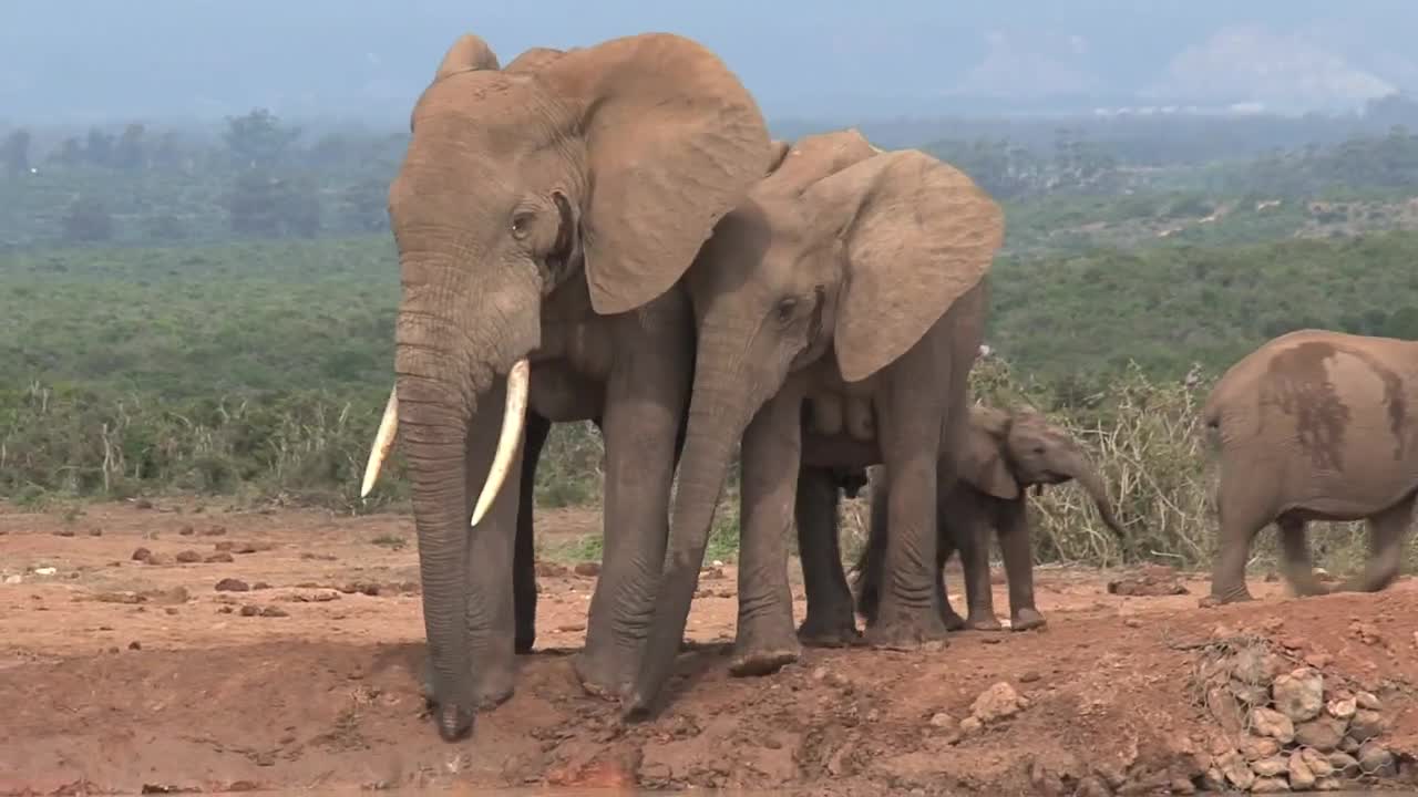 Download Stock Video A Herd Of Elephants In The Pond Live Wallpaper For PC