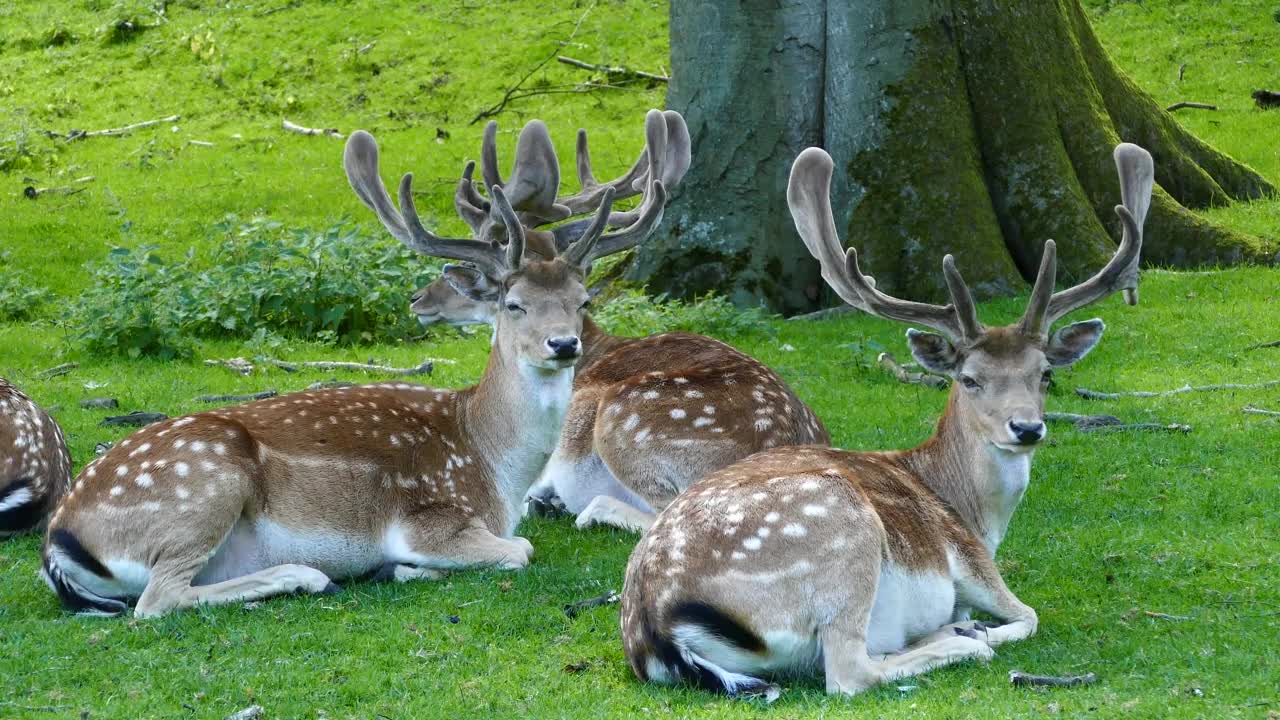 Download Stock Video A Herd Of Deers Laying In The Grass Under A Live Wallpaper For PC