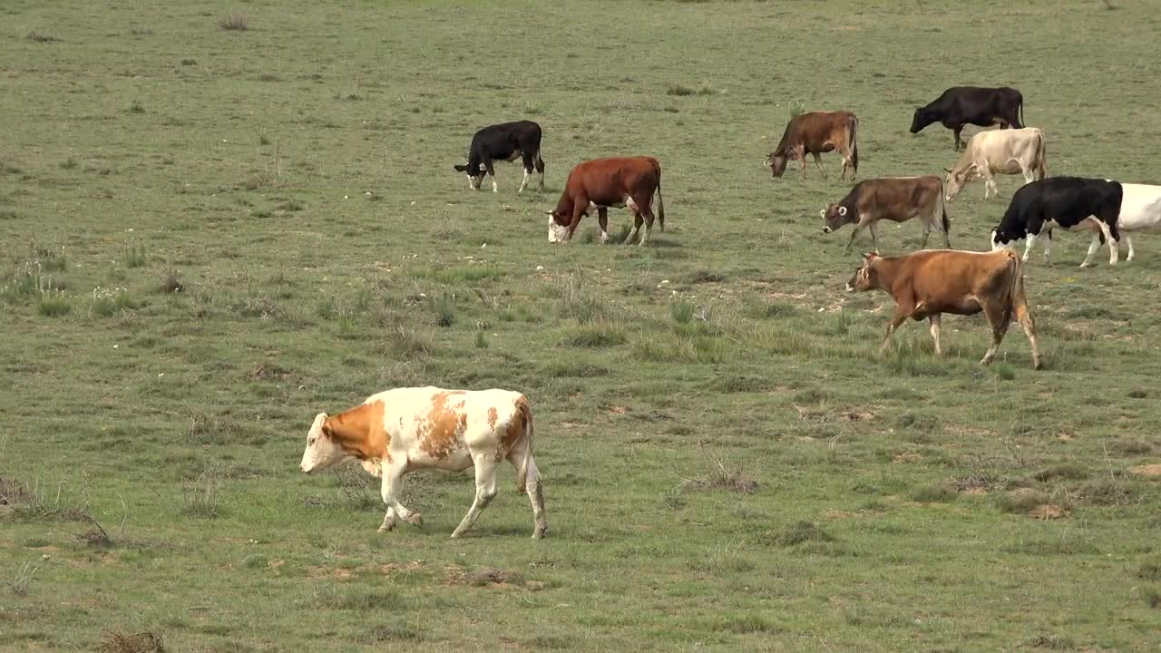 Download Stock Video A Herd Of Cows Grazing In The Grassland Live Wallpaper For PC