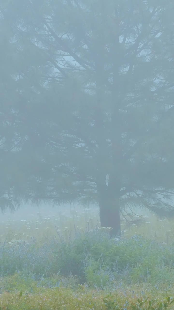 Download Stock Video A Foggy Morning In The Forest Live Wallpaper For PC