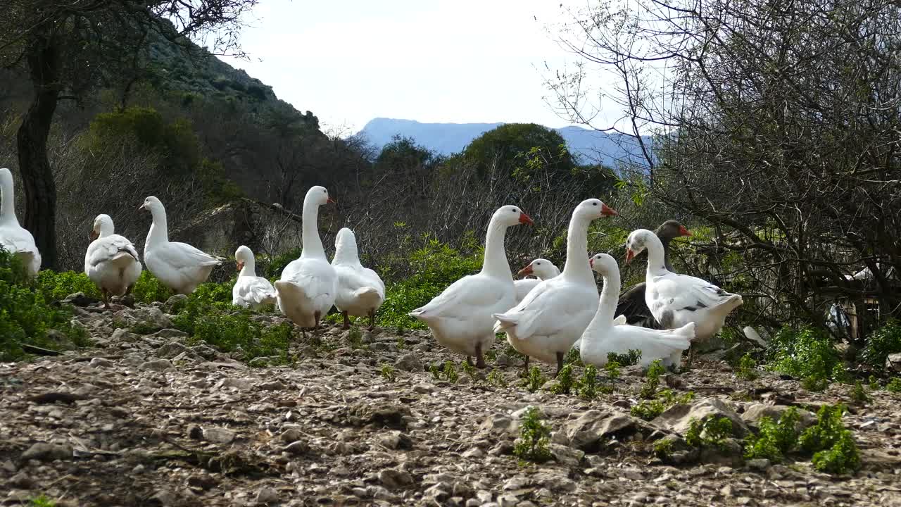 Download Stock Video A Flock Of Gooses In The Field Live Wallpaper For PC