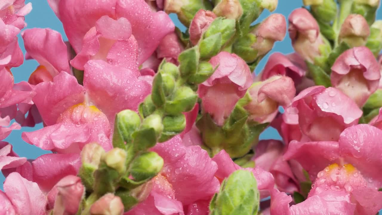 Download Stock Video Bunch Of Some Pink Flowers Live Wallpaper For PC