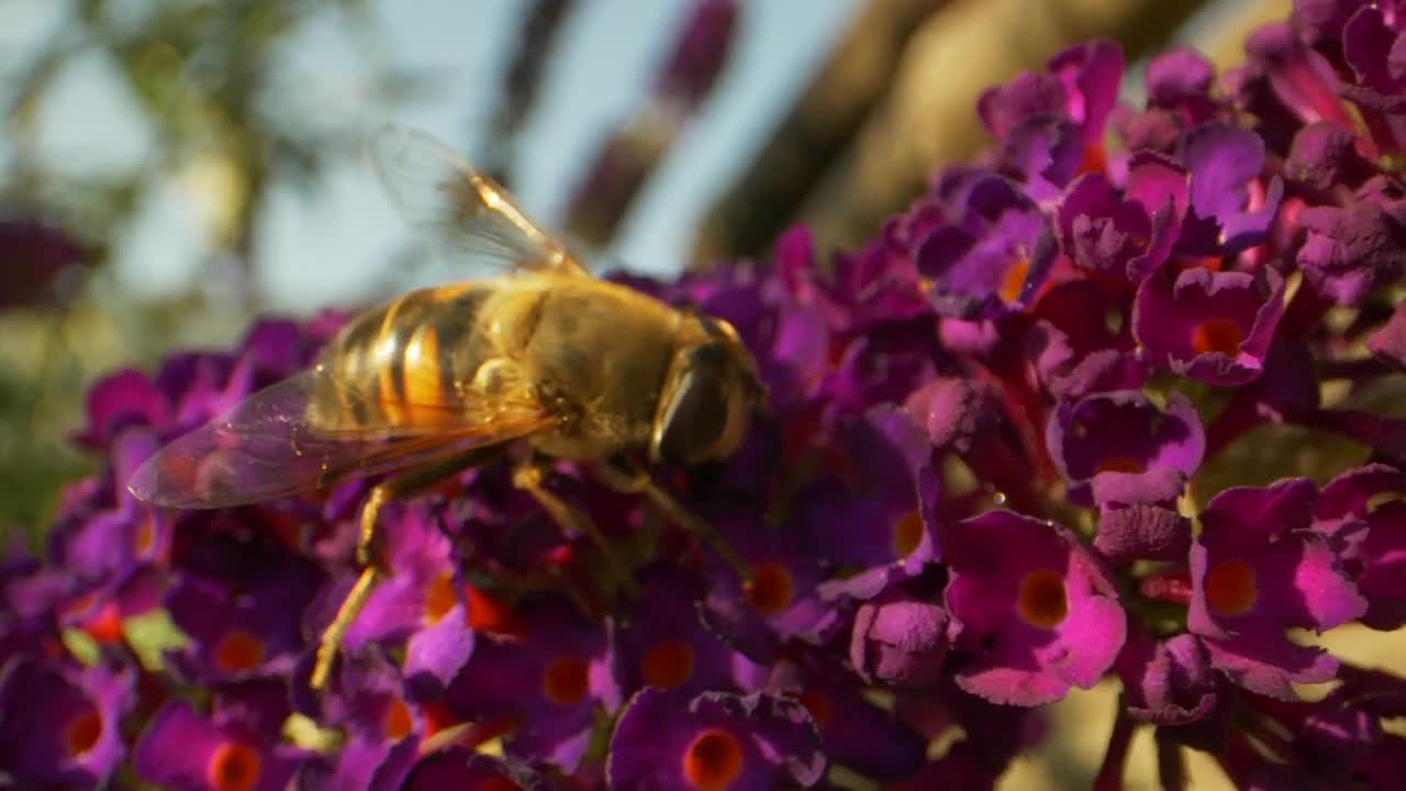 Download Stock Video Bumblebee On A Purple Flower Live Wallpaper For PC