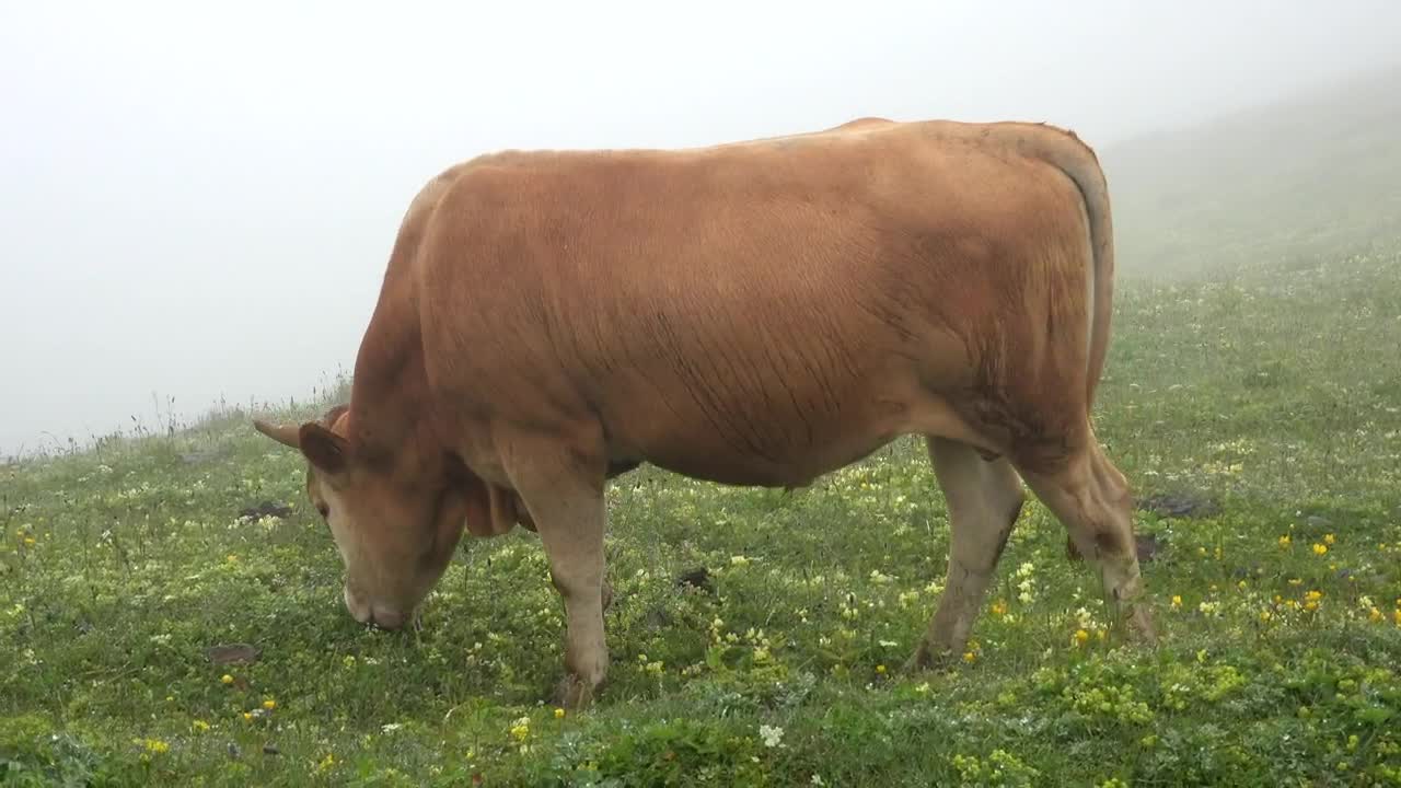 Download Stock Video Bull Grazing In A Valley With Fog Live Wallpaper For PC