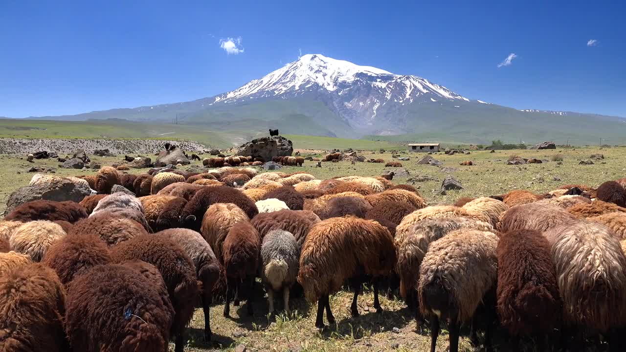 Download Stock Video Brown Sheep Herd With A Snowy Mountain In The Background Live Wallpaper For PC