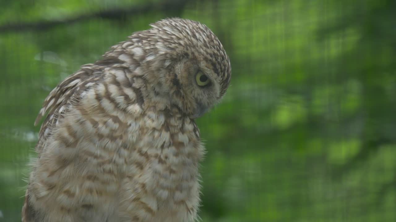 Download Stock Video Brown Owl Looking Around Live Wallpaper For PC