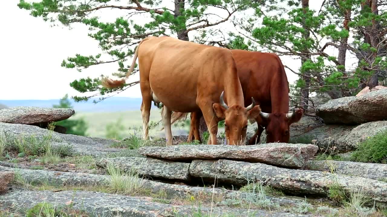 Download Stock Video Brown Cows Pasturing In The Countryside Live Wallpaper For PC