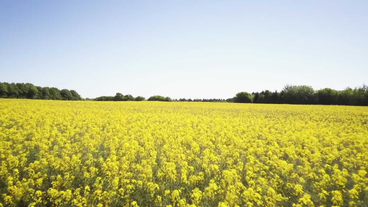 Download Stock Video Bright Yellow Crops Live Wallpaper For PC