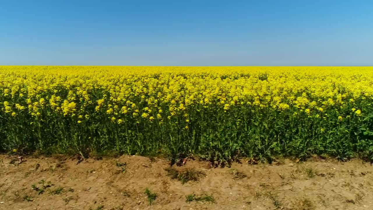 Download Stock Video Bright Yellow Crops In A Dry Field Live Wallpaper For PC