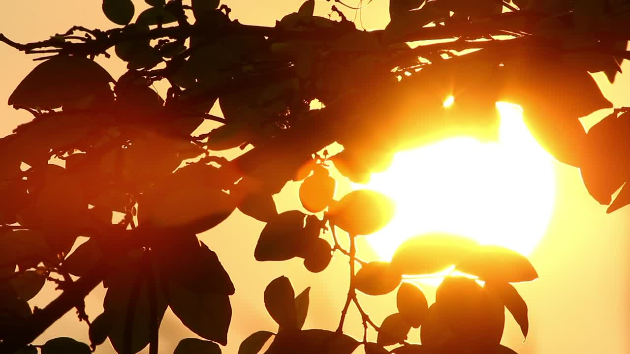 Download Stock Video Branches Silhouetted Against The Sun Live Wallpaper For PC