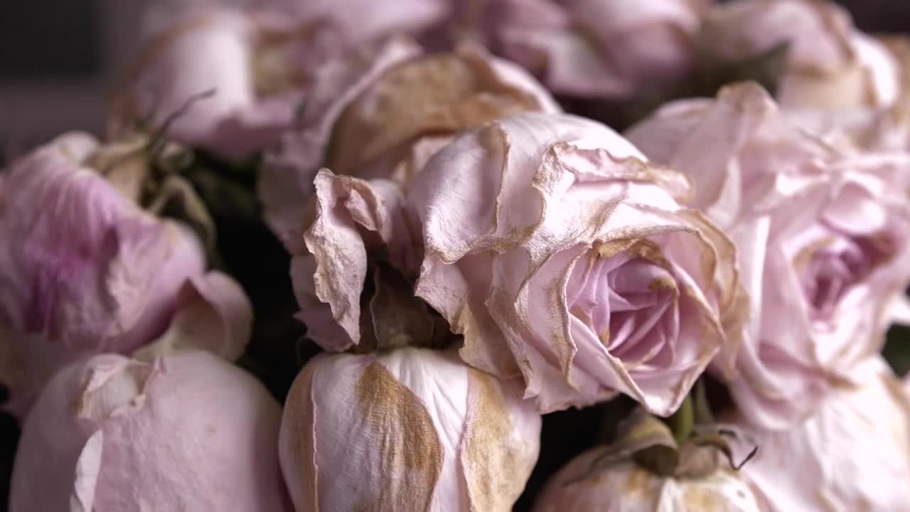 Download Stock Video Bouquet Of Withered Pink Roses Live Wallpaper For PC