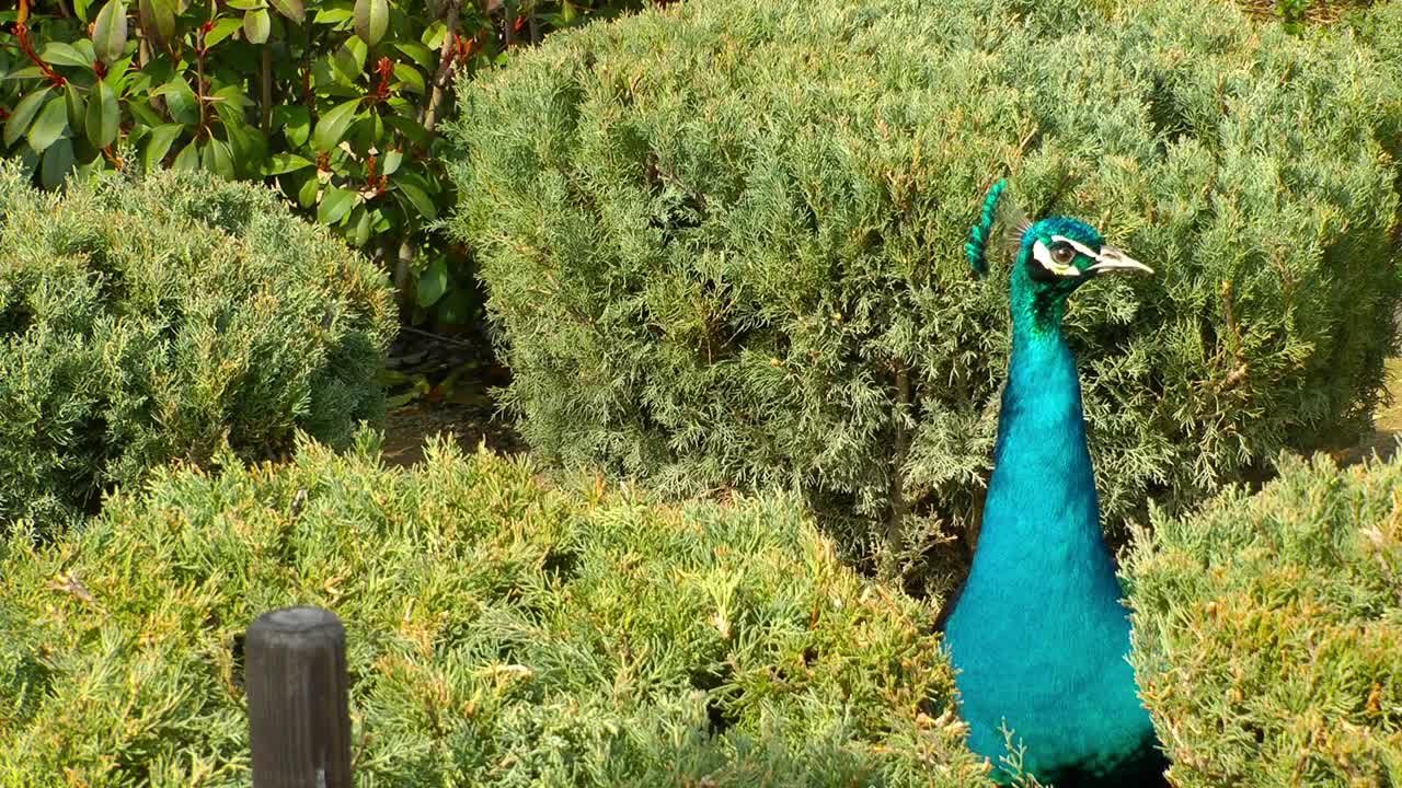 Download Stock Video Blue Peacock In A Garden Live Wallpaper For PC