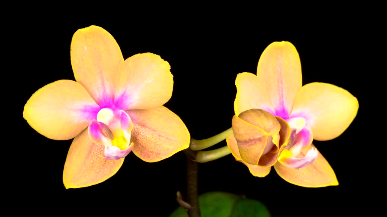 Download Stock Video Blooming Yellow Orchid Live Wallpaper For PC