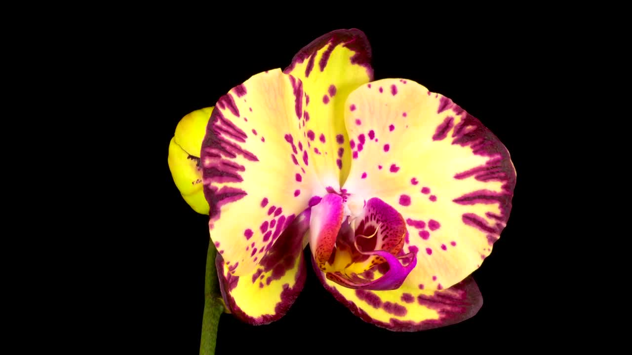 Download Stock Video Blooming Yellow And Violet Orchid Flower Live Wallpaper For PC