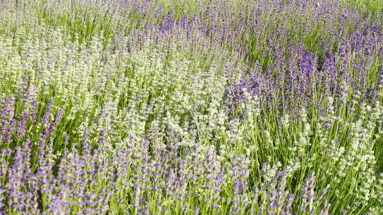 Download Stock Video Blooming Lavender Flowers On A Sunny Day Live Wallpaper For PC