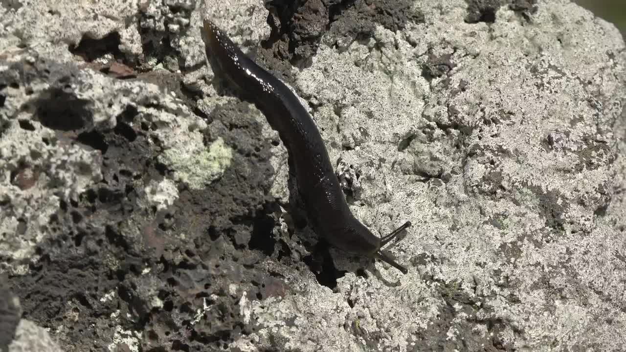 Download Stock Video Black Slug Crawling On A White Rock Live Wallpaper For PC