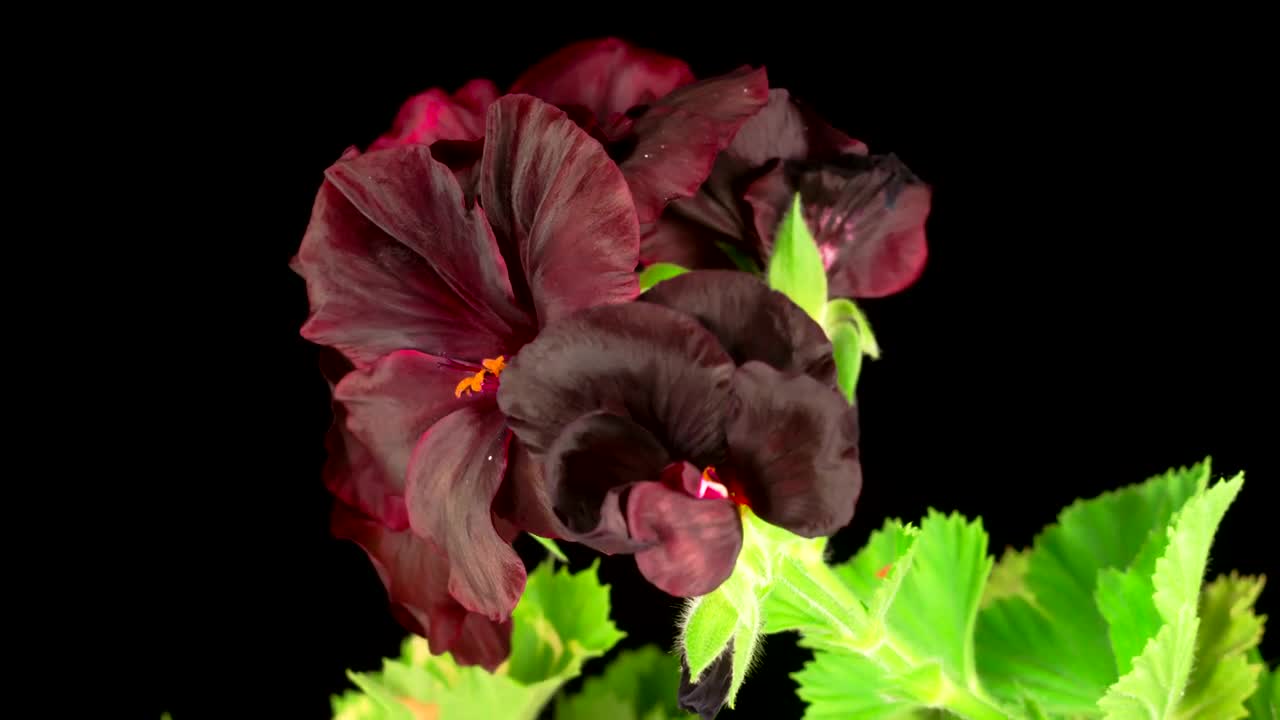 Download Stock Video Black Geranium Blooming Live Wallpaper For PC