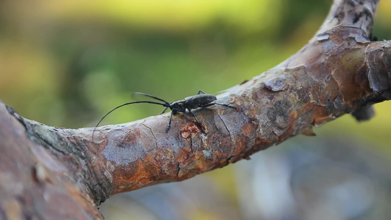 Download Stock Video Black Bug On A Tree Live Wallpaper For PC