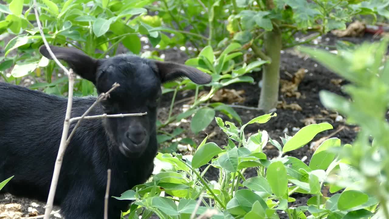 Download Stock Video Black Baby Goat Eating Leafs Live Wallpaper For PC