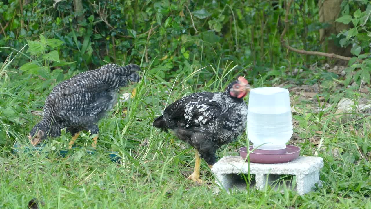 Download Stock Video Black And White Chickens At A Farm Live Wallpaper For PC