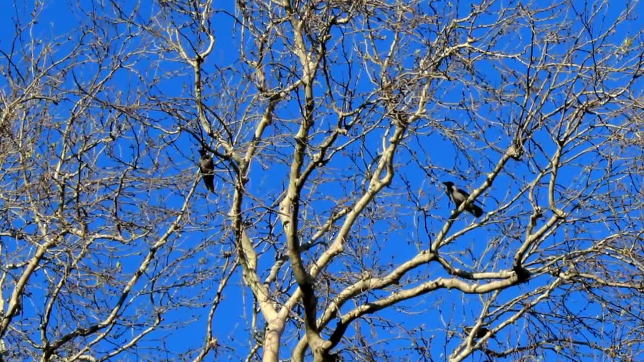 Download Stock Video Birds Perched On A Dry Tree On A Sunny Day Live Wallpaper For PC