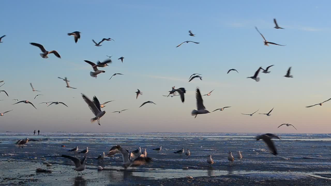 Download Stock Video Birds Landing On The Beach Live Wallpaper For PC