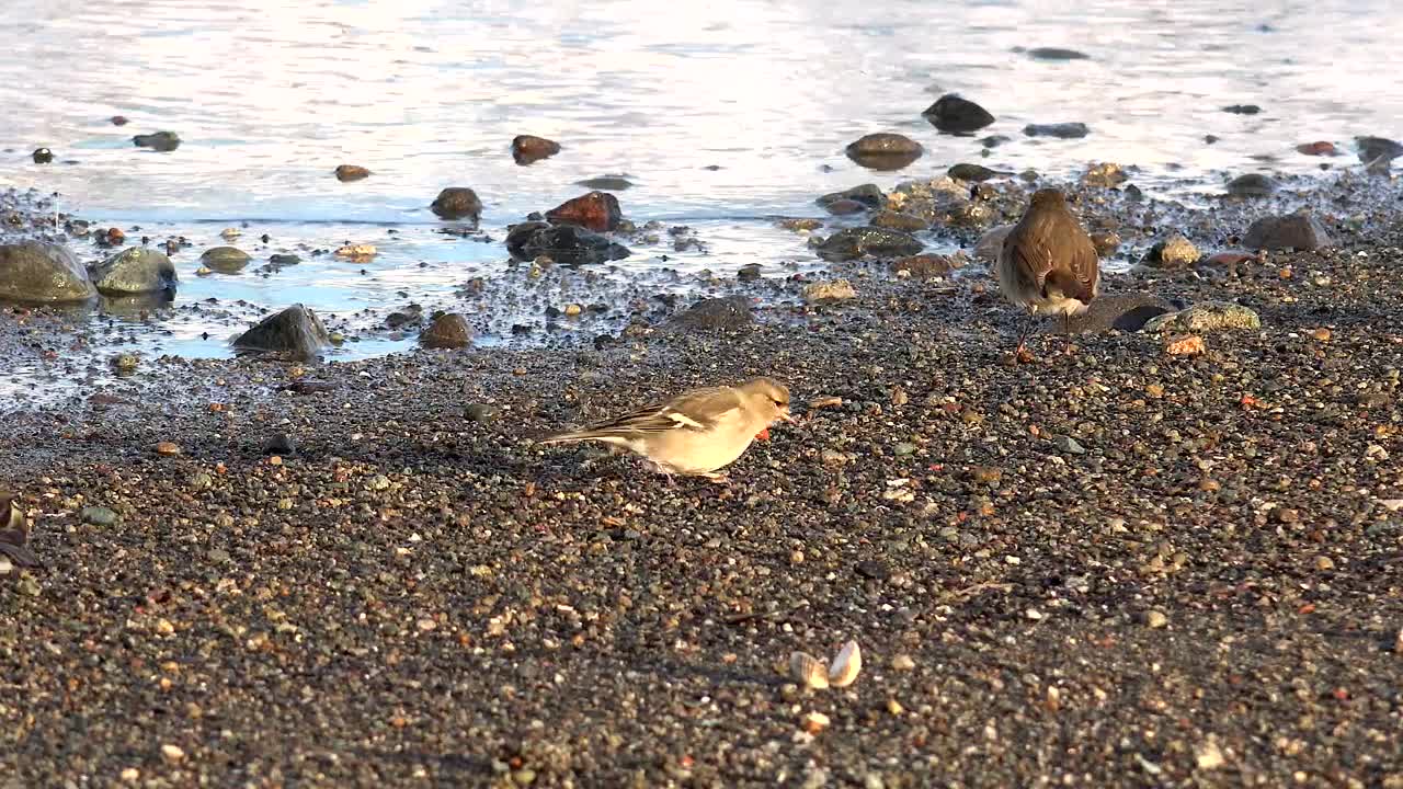 Download Stock Video Birds Eating In The Lake Shore Live Wallpaper For PC