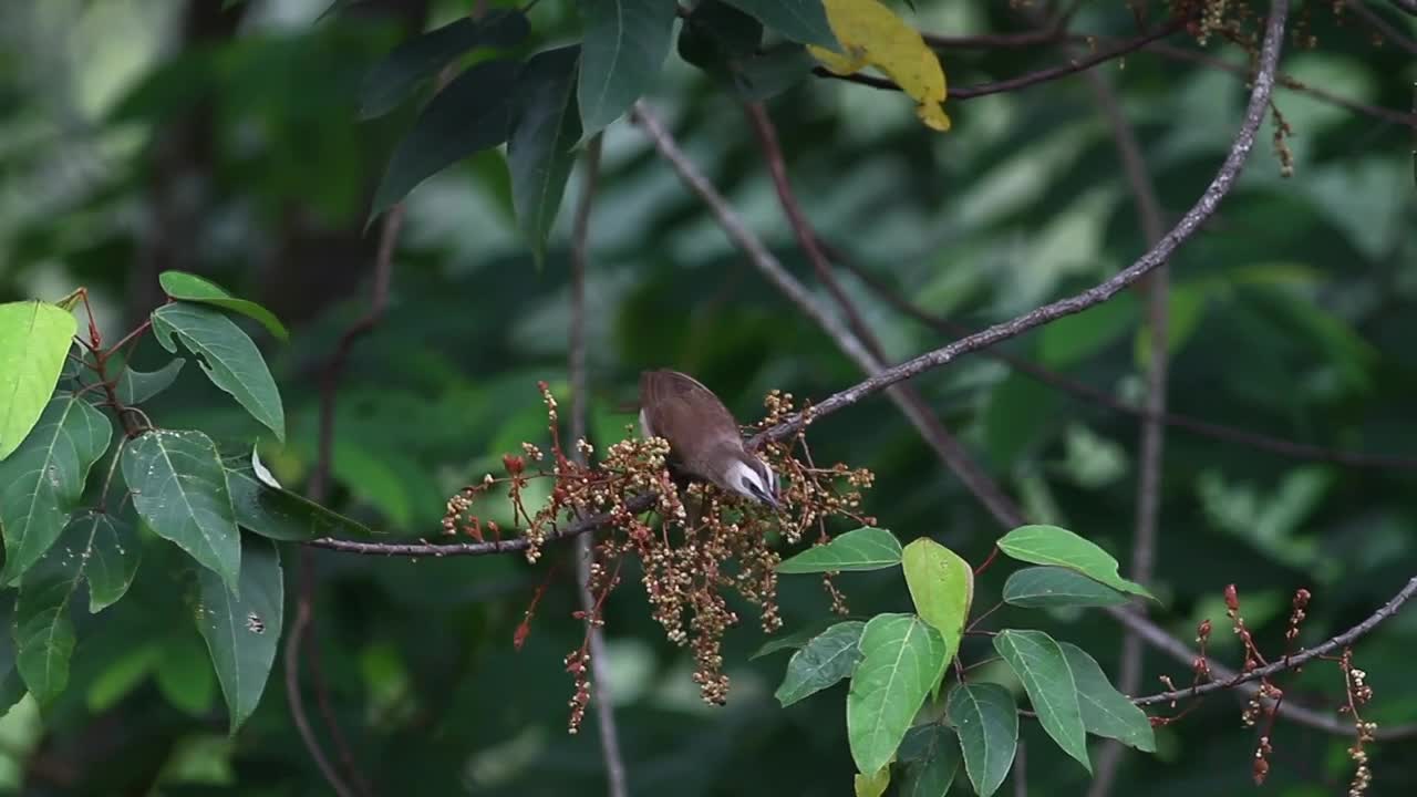 Download Stock Video Bird Taking Insects From A Branch Live Wallpaper For PC