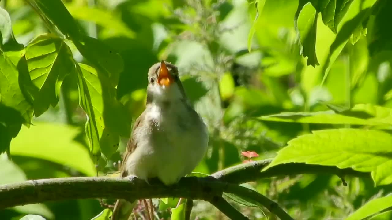 Download Stock Video Bird Singing In A Tree Live Wallpaper For PC