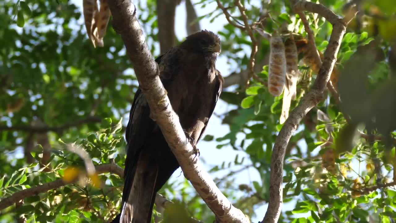 Download Stock Video Bird Resting In A Tree Live Wallpaper For PC