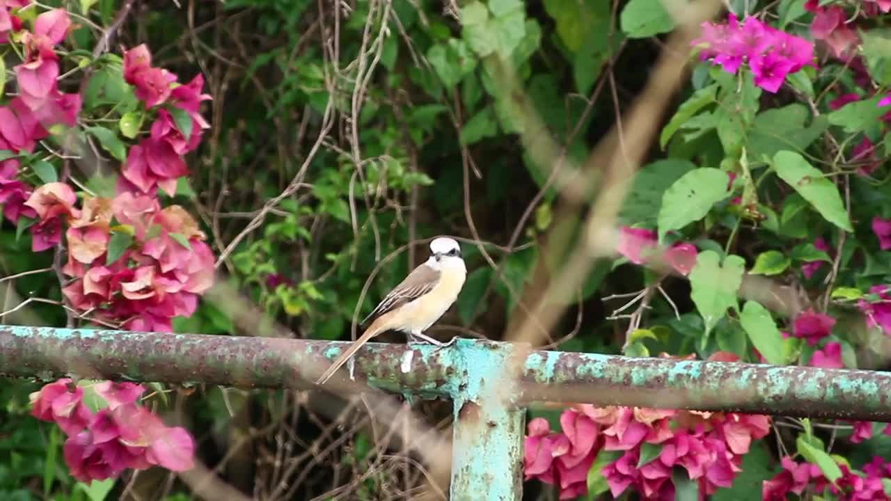 Download Stock Video Bird On A Metal Fence Live Wallpaper For PC